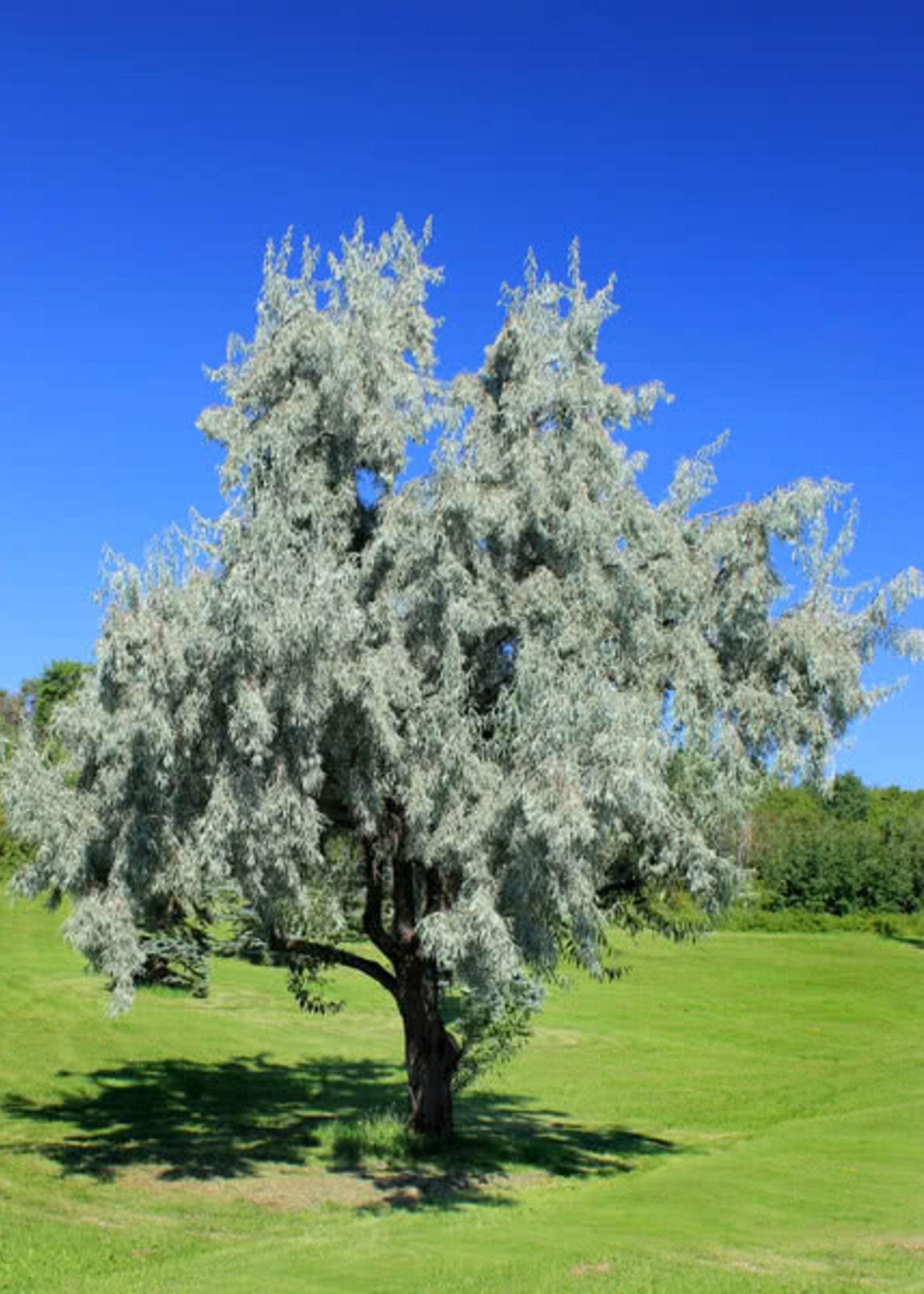 LO - Seedlings RUSSIAN OLIVE