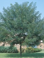 ct - Container Shademaster Honeylocust