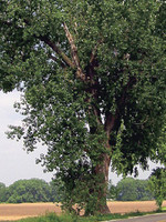 LO - Seedlings Native Cottonwood