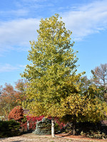 BR - Bare Root Robusta Poplar