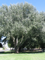 LO - Seedlings White Poplar