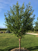 BR - Bare Root Amur Chokecherry