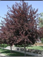 BR - Bare Root CANADA RED CHERRY