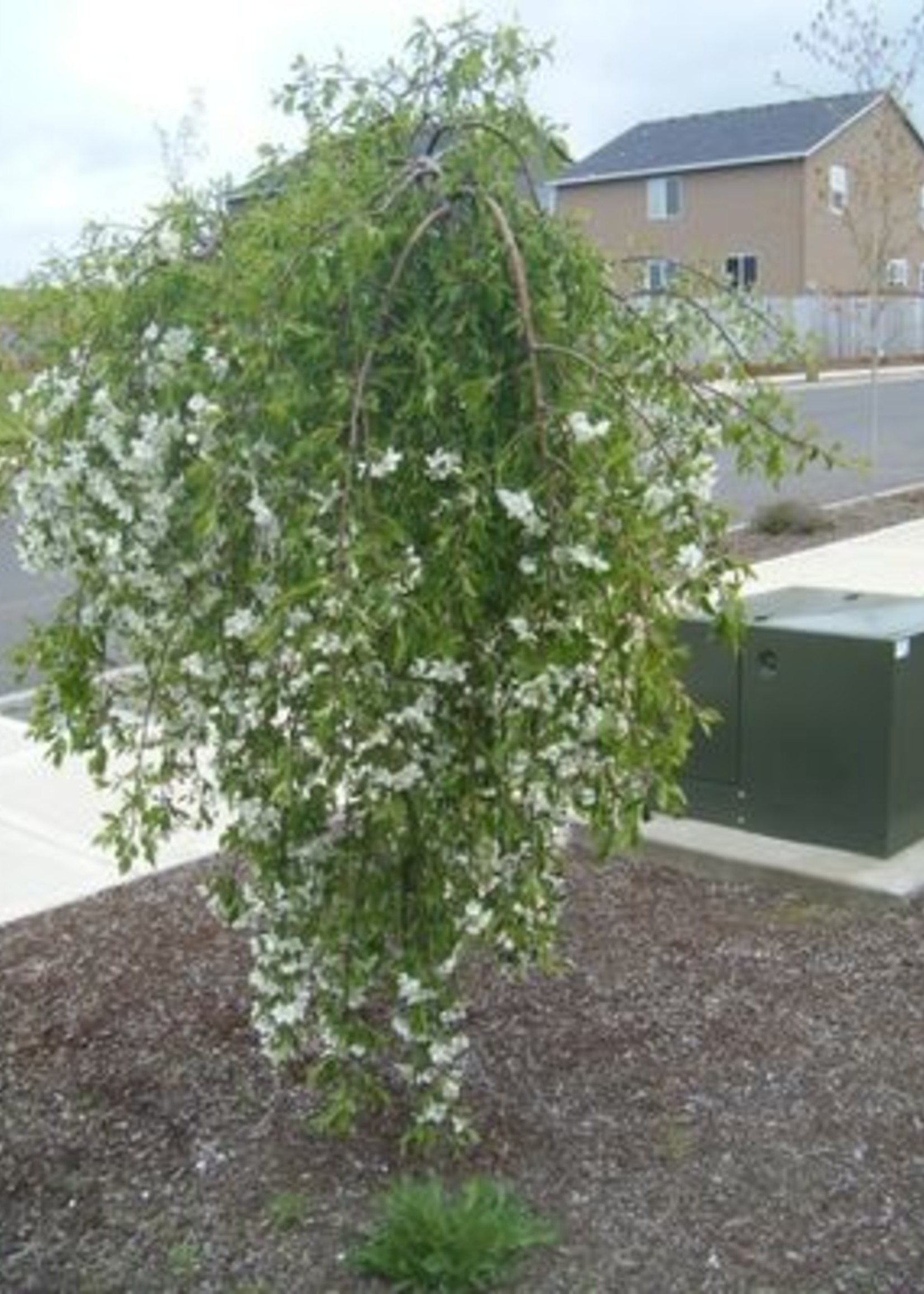 ct - Container April Showers Weeping Crabapple