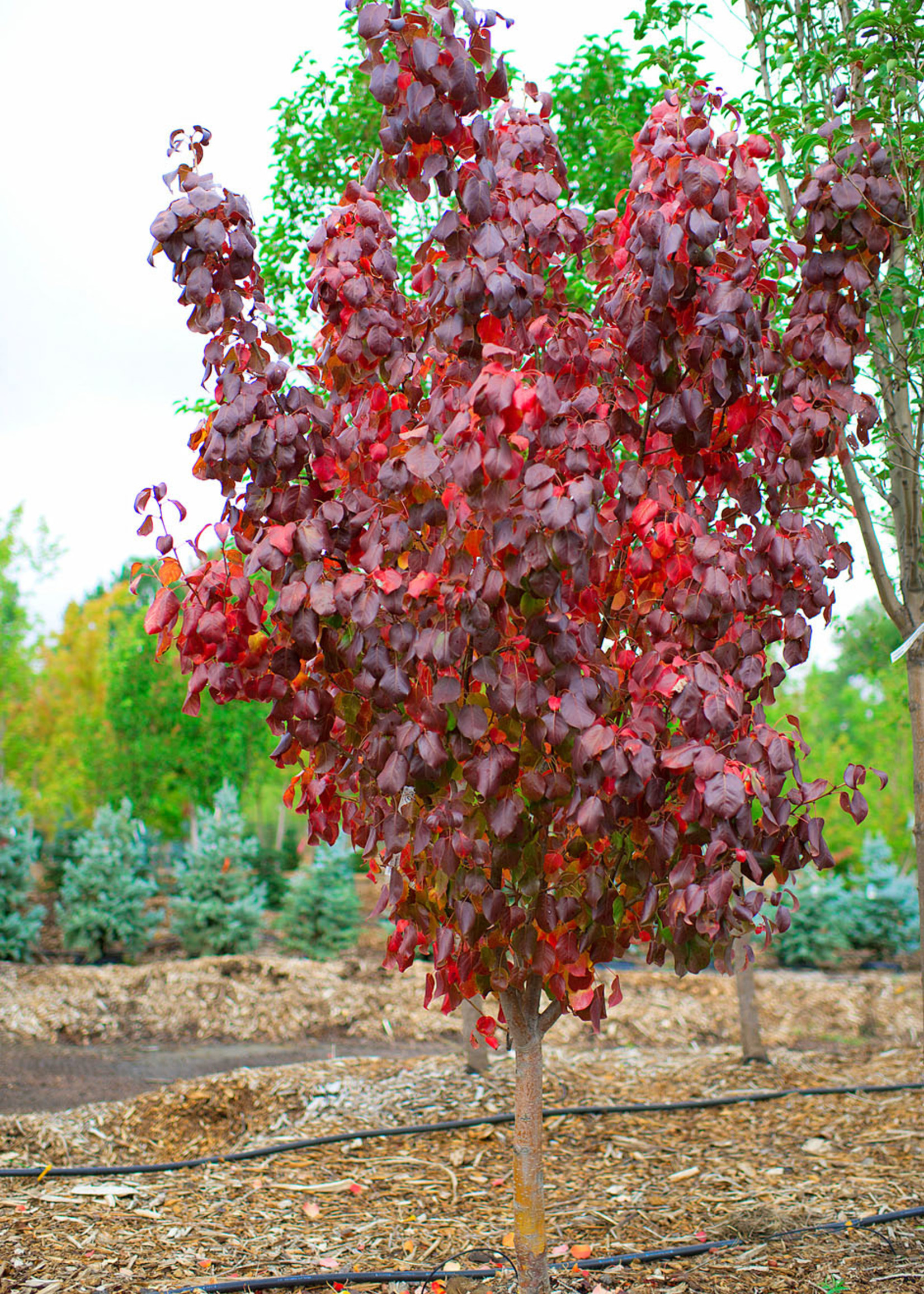 ct - Container Mountain Frost Pear