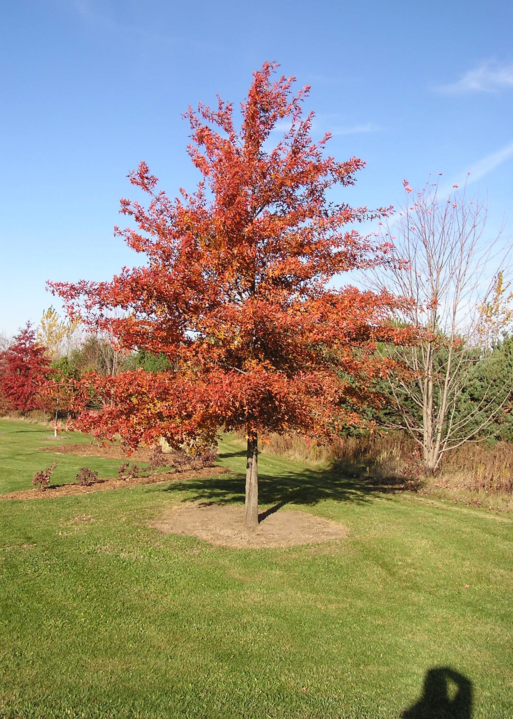 ct - Container Northern Pin Oak