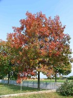 ct - Container Northern Red Oak