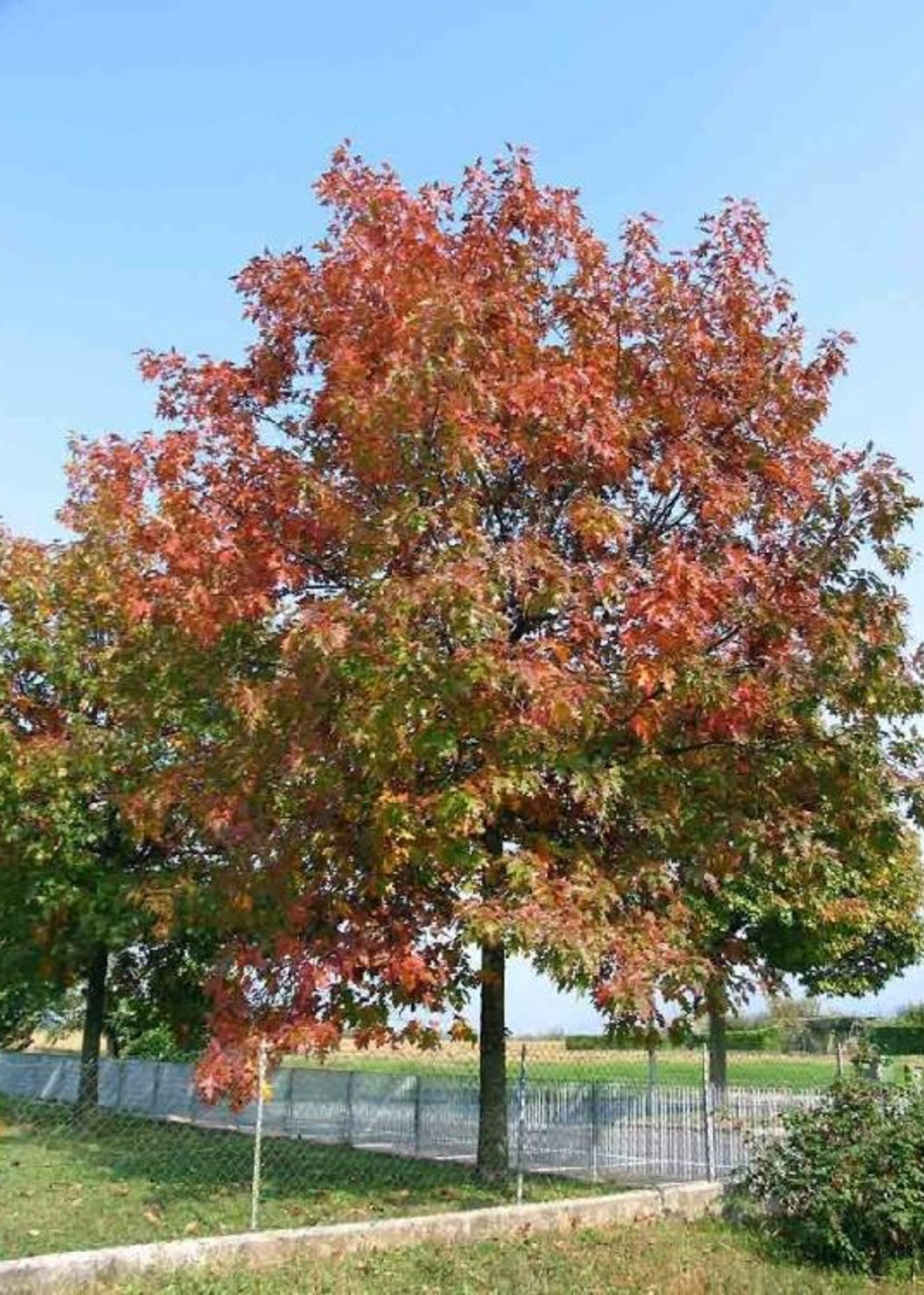 ct - Container Northern Red Oak