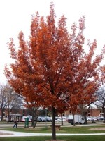 BR - Bare Root Prairie Stature Oak