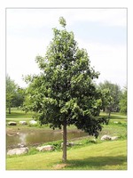 ct - Container Swamp White Oak