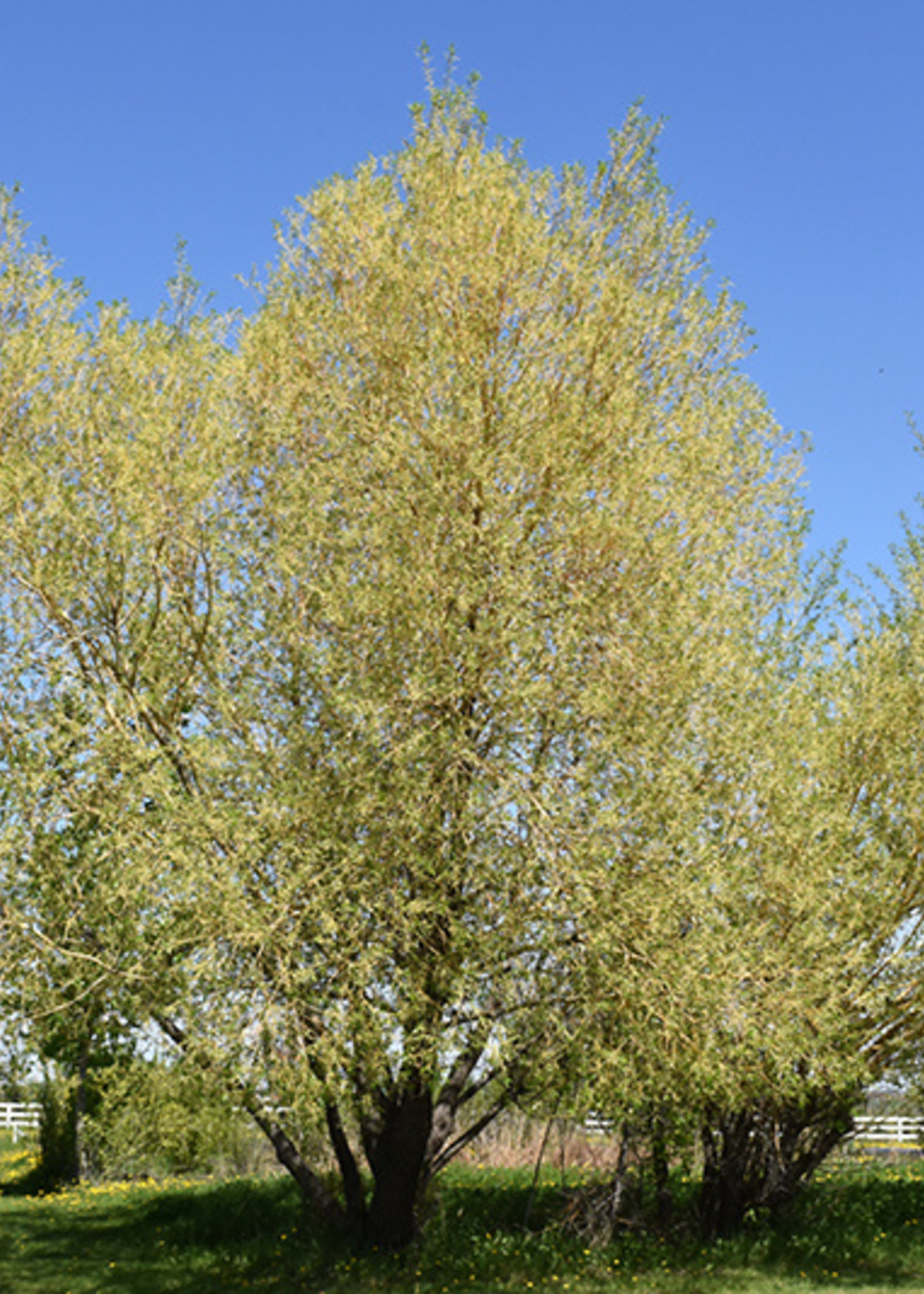 LO - Seedlings Golden Willow