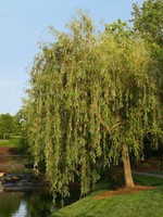 BR - Bare Root Prairie Cascade Willow