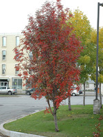 ct - Container RUSSIAN MOUNTAIN ASH