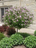ct - Container DWARF KOREAN LILAC TREE