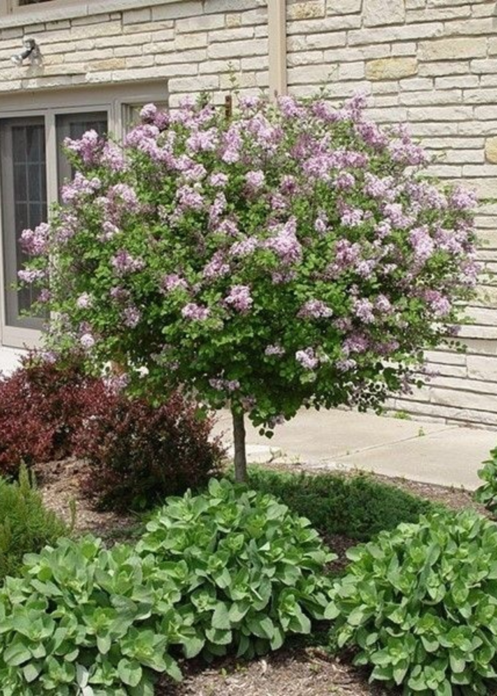 ct - Container DWARF KOREAN LILAC TREE