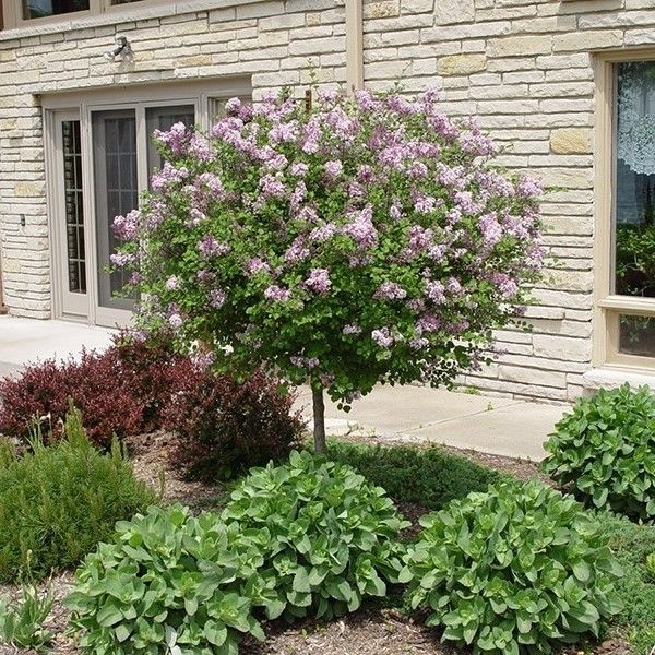 DWARF KOREAN LILAC TREE ct 15 TC Nursery