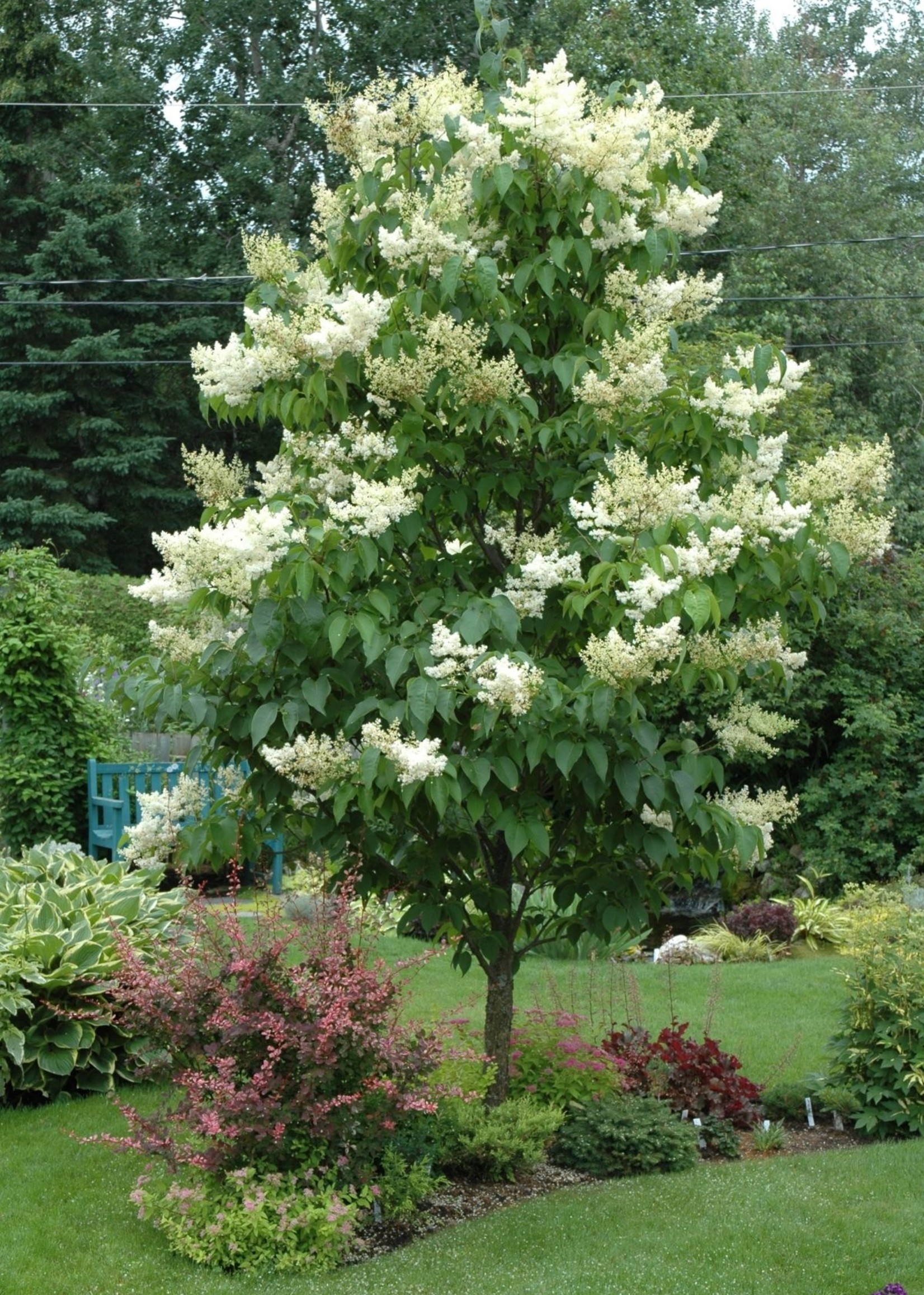 ct - Container IVORY SILK JAP TREE LILAC