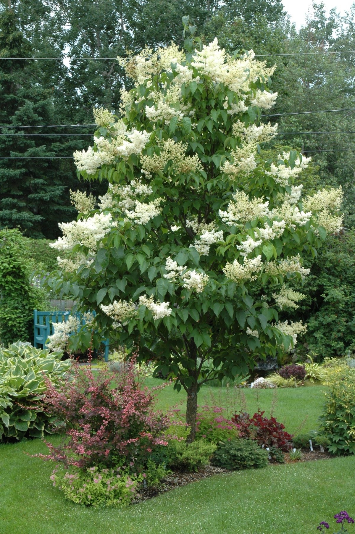 IVORY SILK JAP TREE LILAC - ct #15 - TC Nursery
