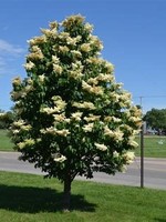 ct - Container JAPANESE TREE LILAC