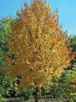 ct - Container Harvest Gold Linden - ct #7