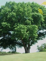 LO - Seedlings American Elm