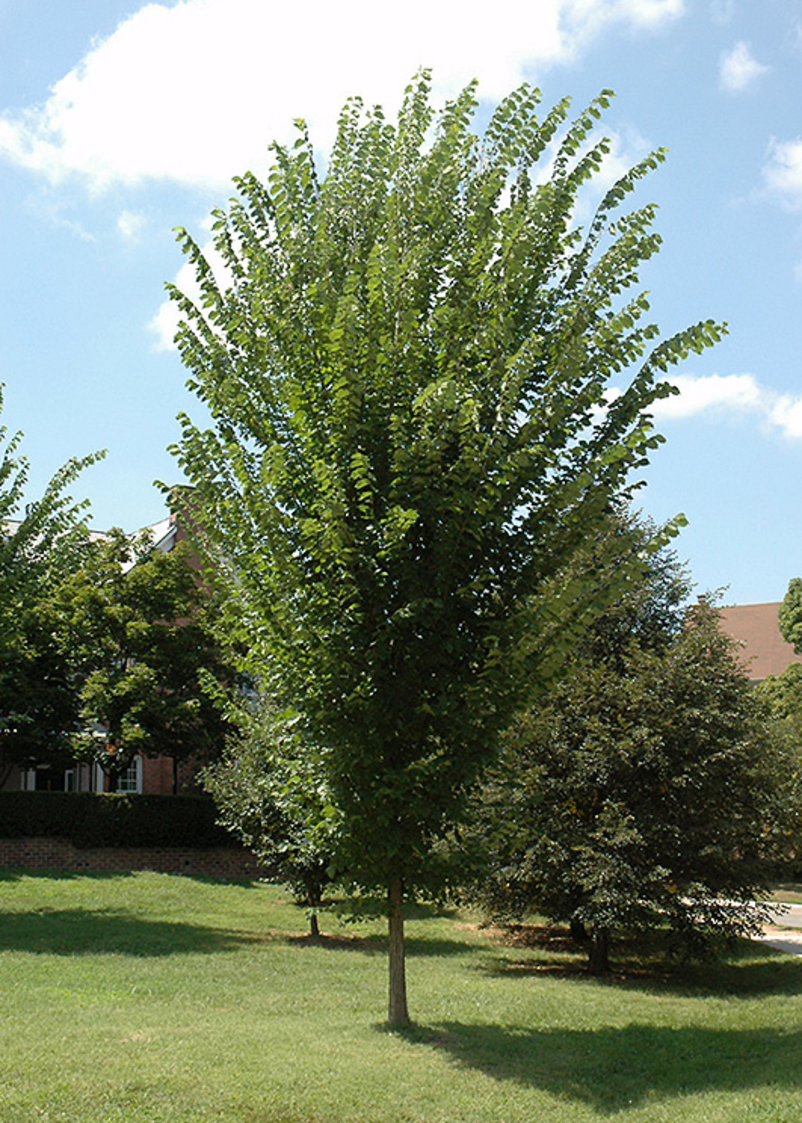 Princeton Elm 5 - Hunter Trees, LLC