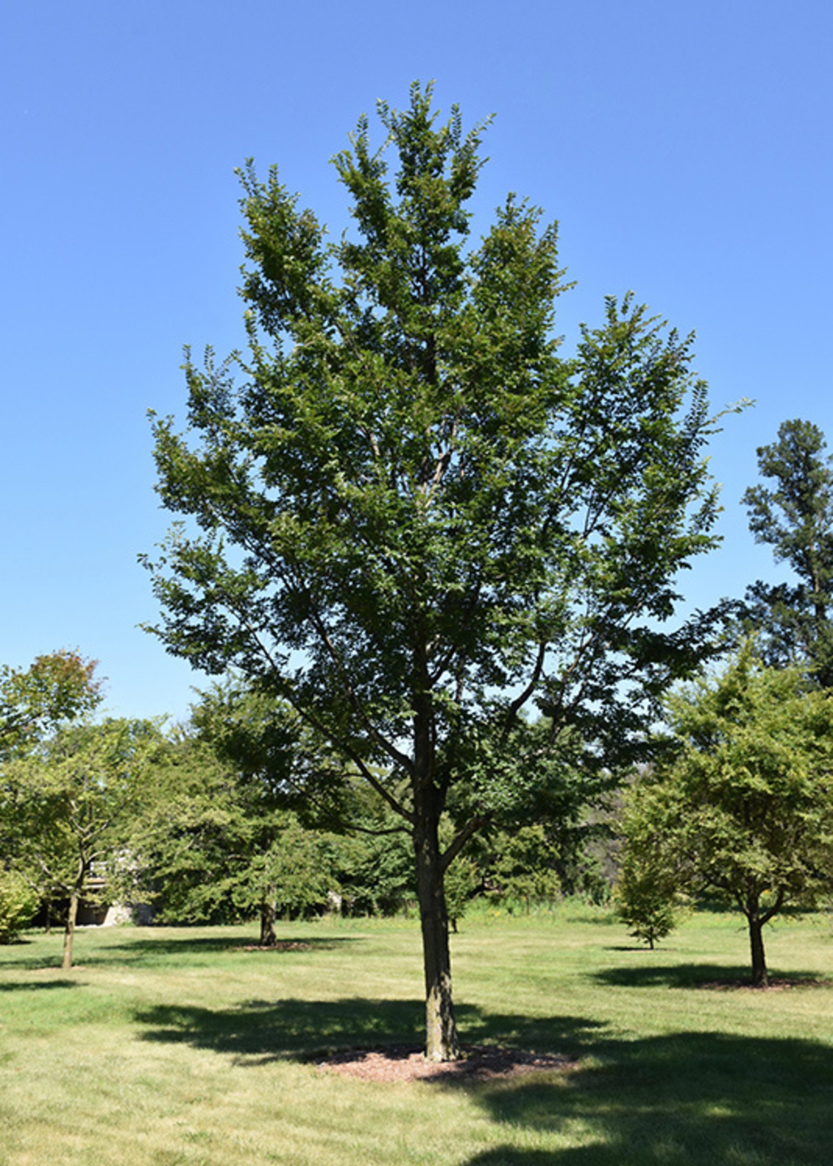 ct - Container Triumph Elm