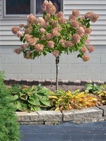 ct - Container Little Quick Fire Hydrangea Tree