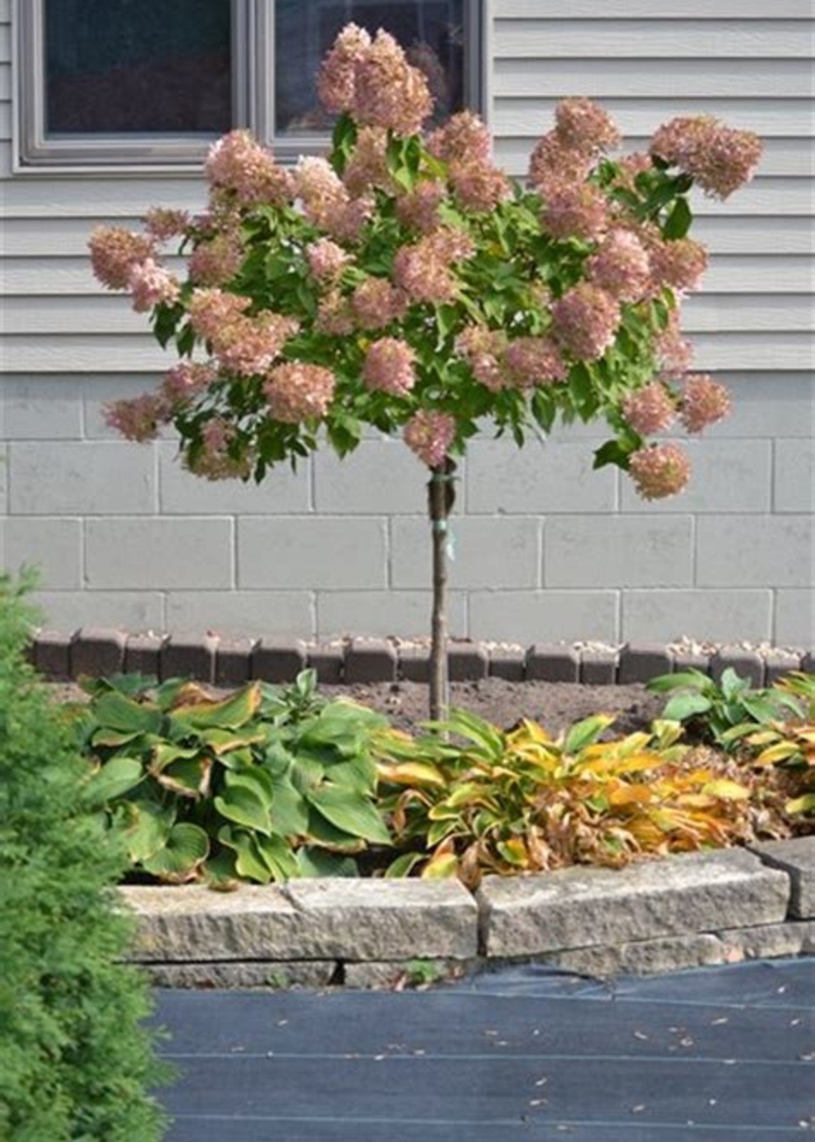 ct - Container Little Quick Fire Hydrangea Tree