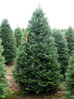 Christmas Trees Balsam Fir______________