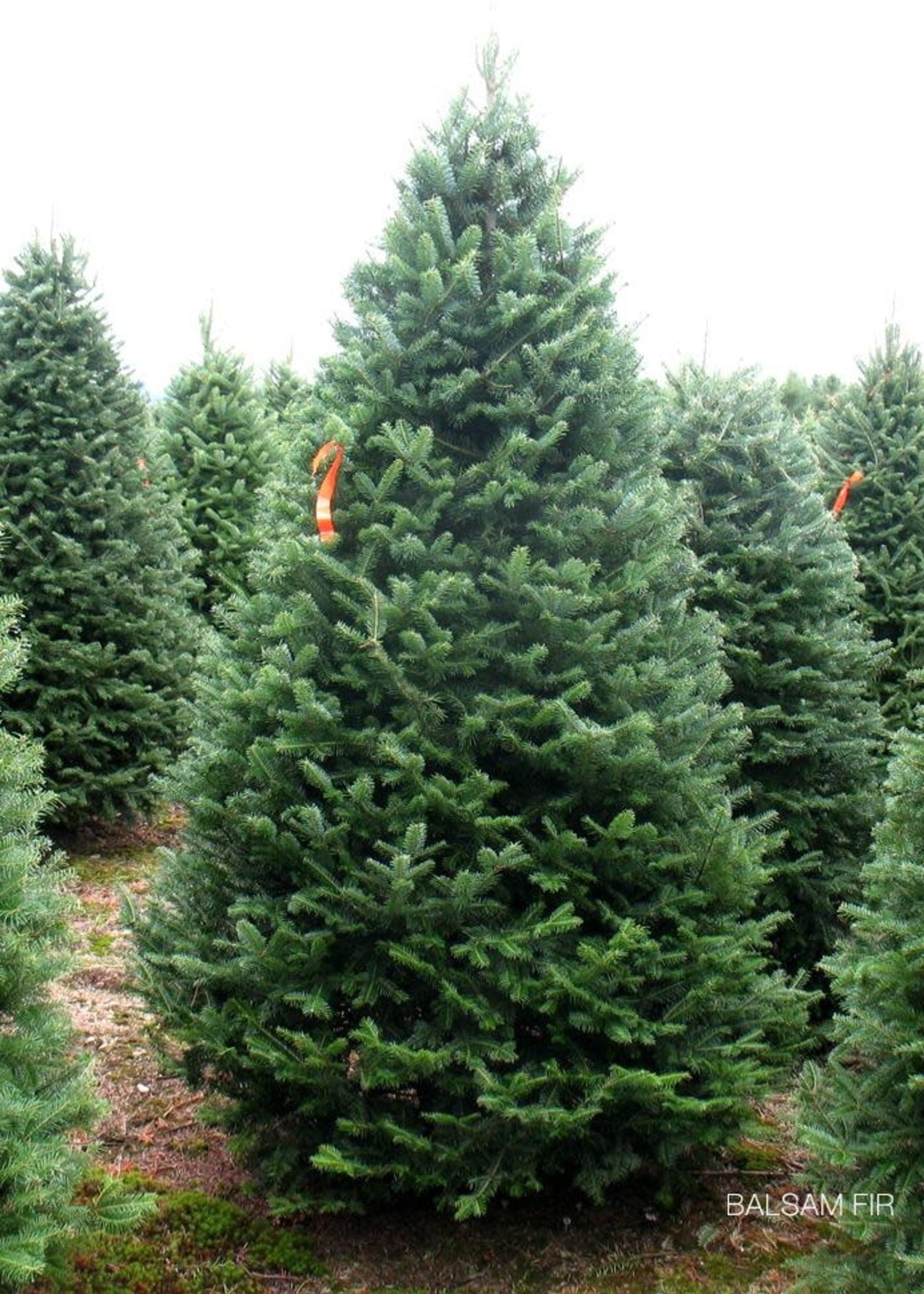 Christmas Trees Balsam Fir______________