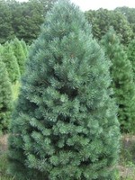 Christmas Trees Scotch Pine________________