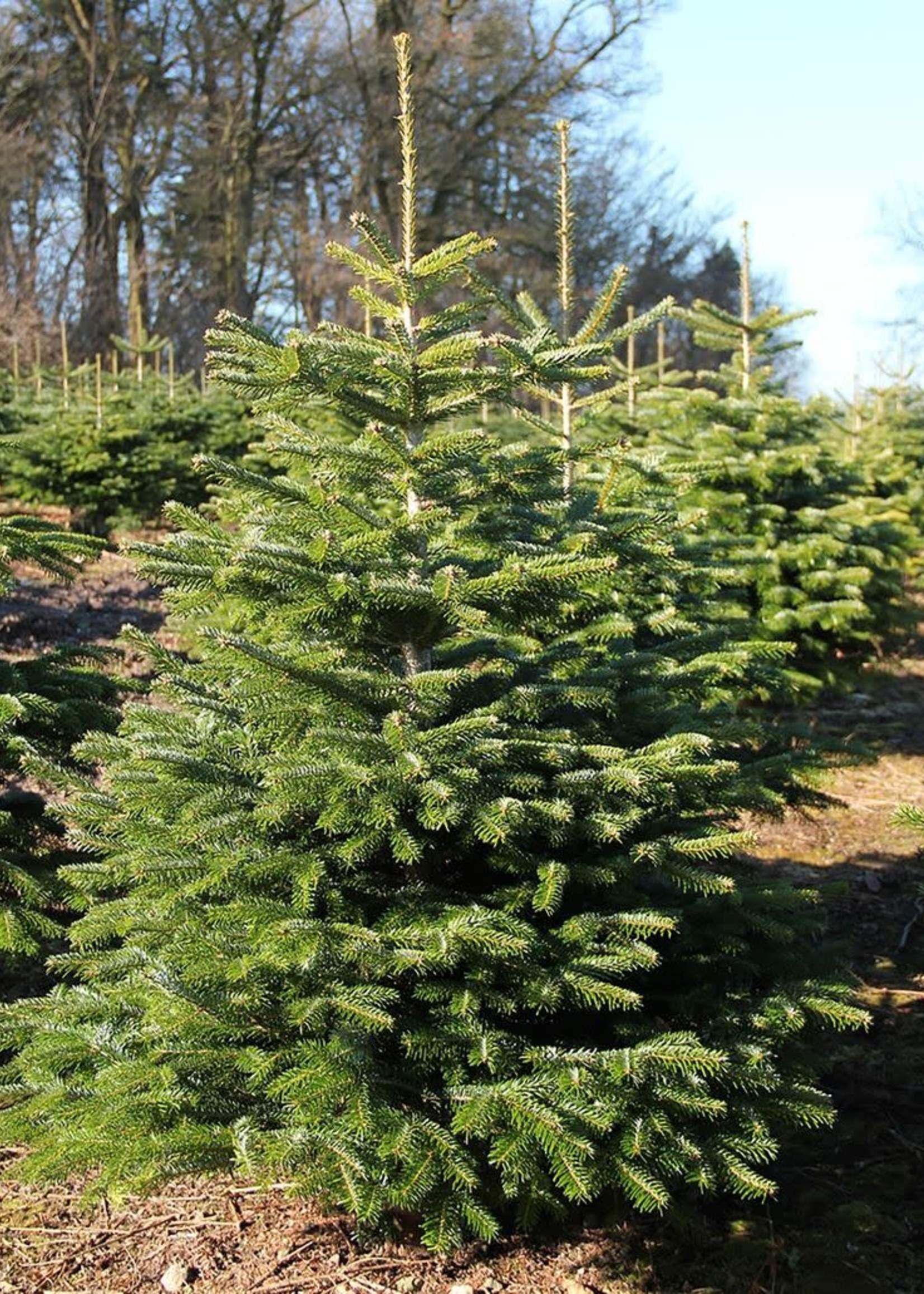 Christmas Trees Norway Spruce________________