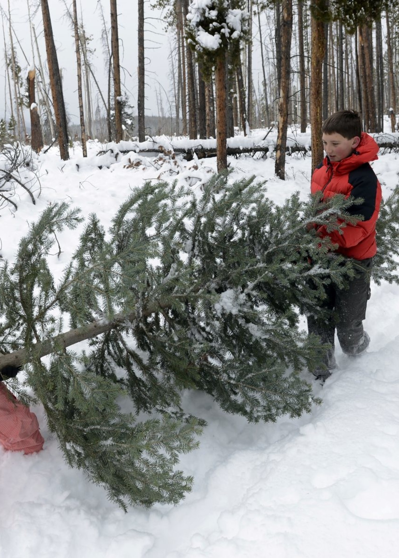 Christmas Trees Fraser Fir_________________