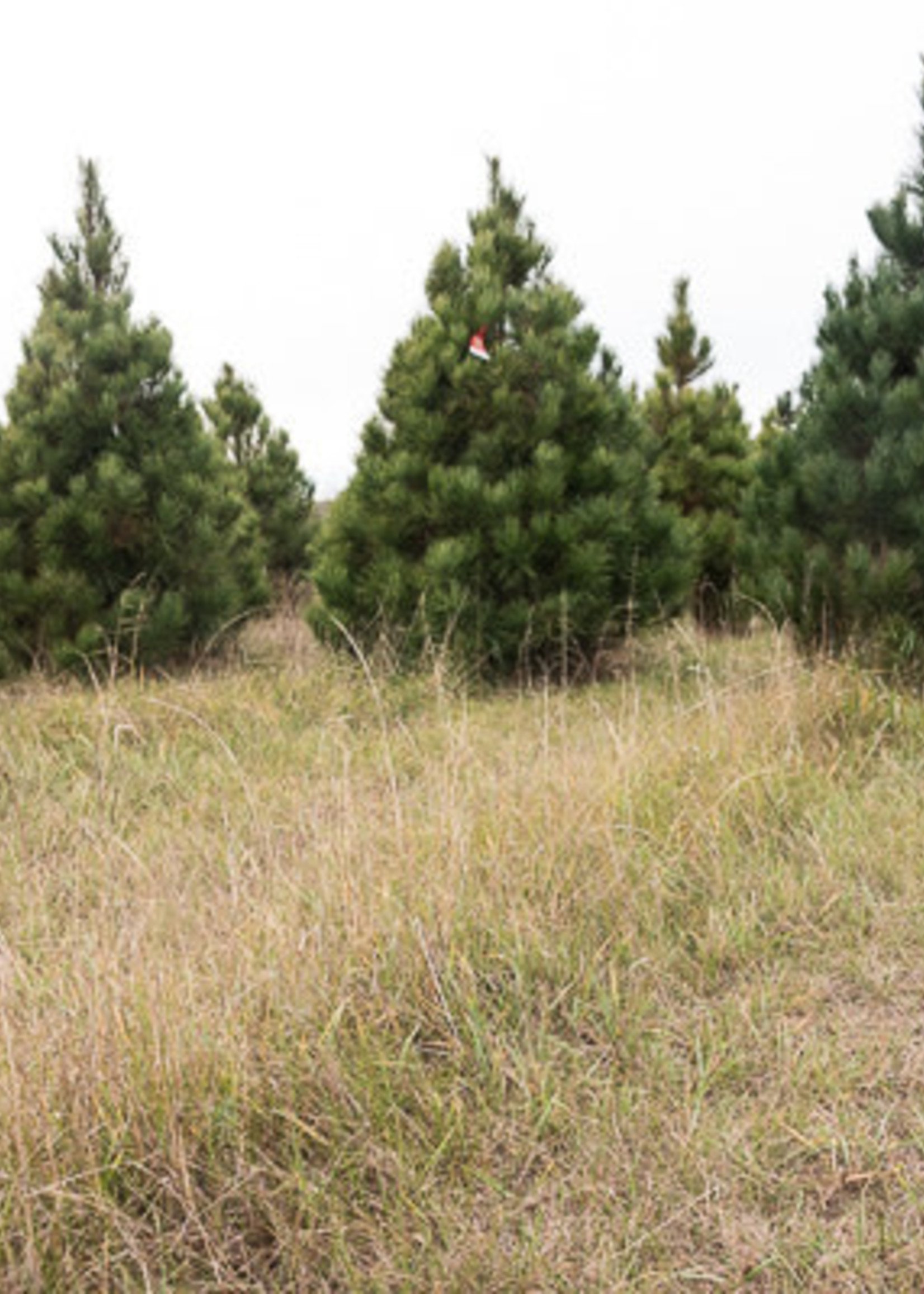 Christmas Trees Norway Pine_______________