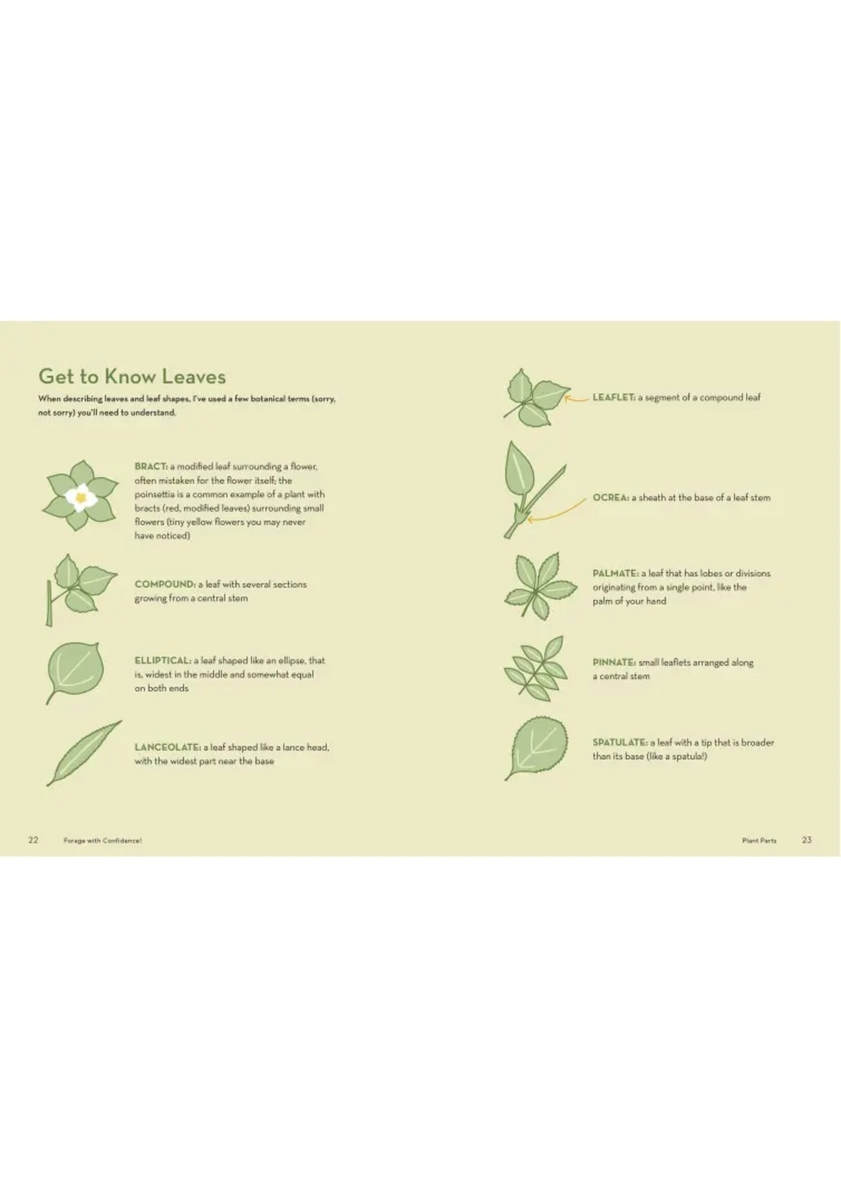 HOW TO FORAGE FOR WILD FOODS WITHOUT DYING - ELLEN ZACHOS