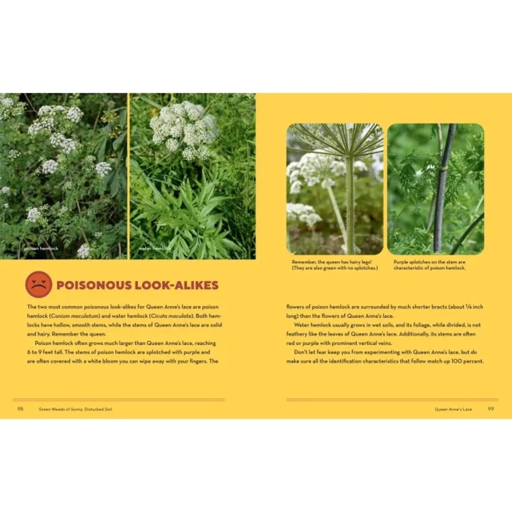 How to Forage for Wild Foods Without Dying