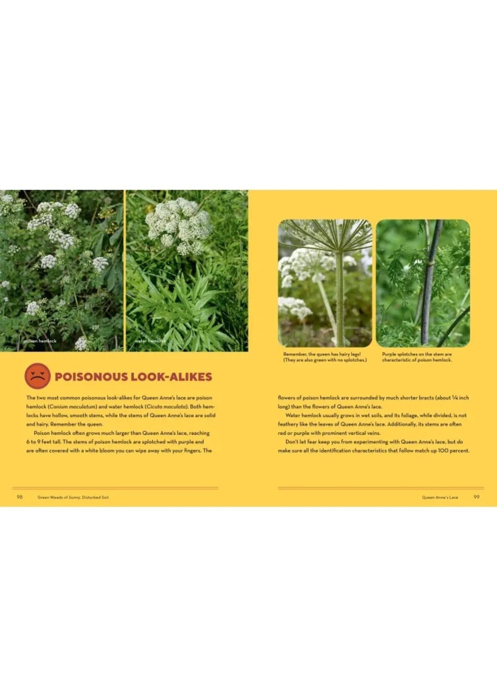 HOW TO FORAGE FOR WILD FOODS WITHOUT DYING - ELLEN ZACHOS