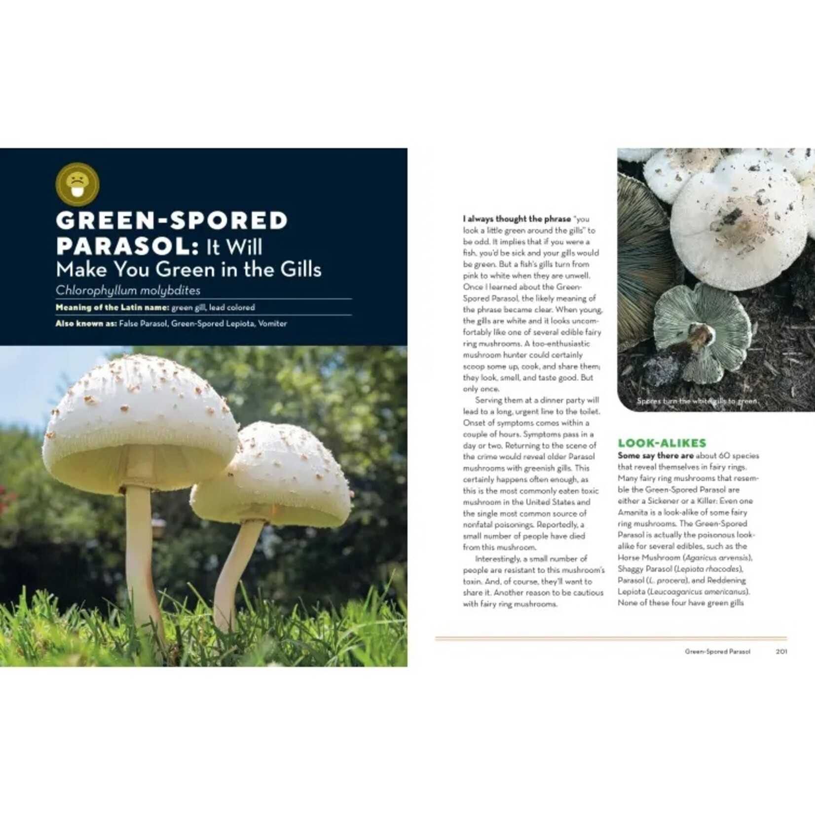 How to Forage for Mushrooms Without Dying