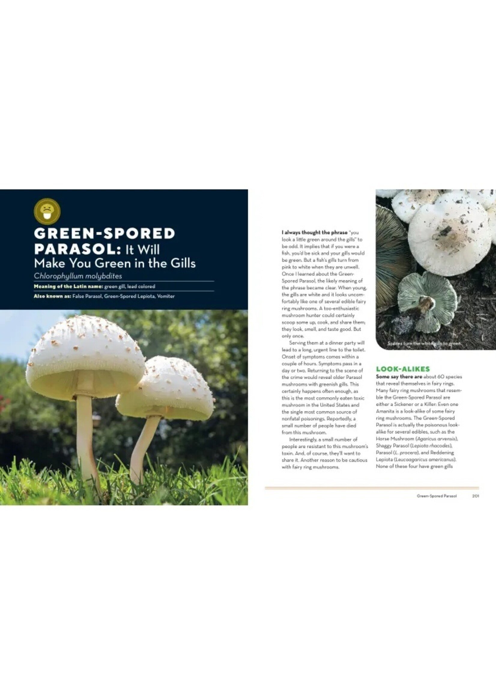 HOW TO FORAGE MUSHROOMS WITHOUT DYING - FRANK HYMAN