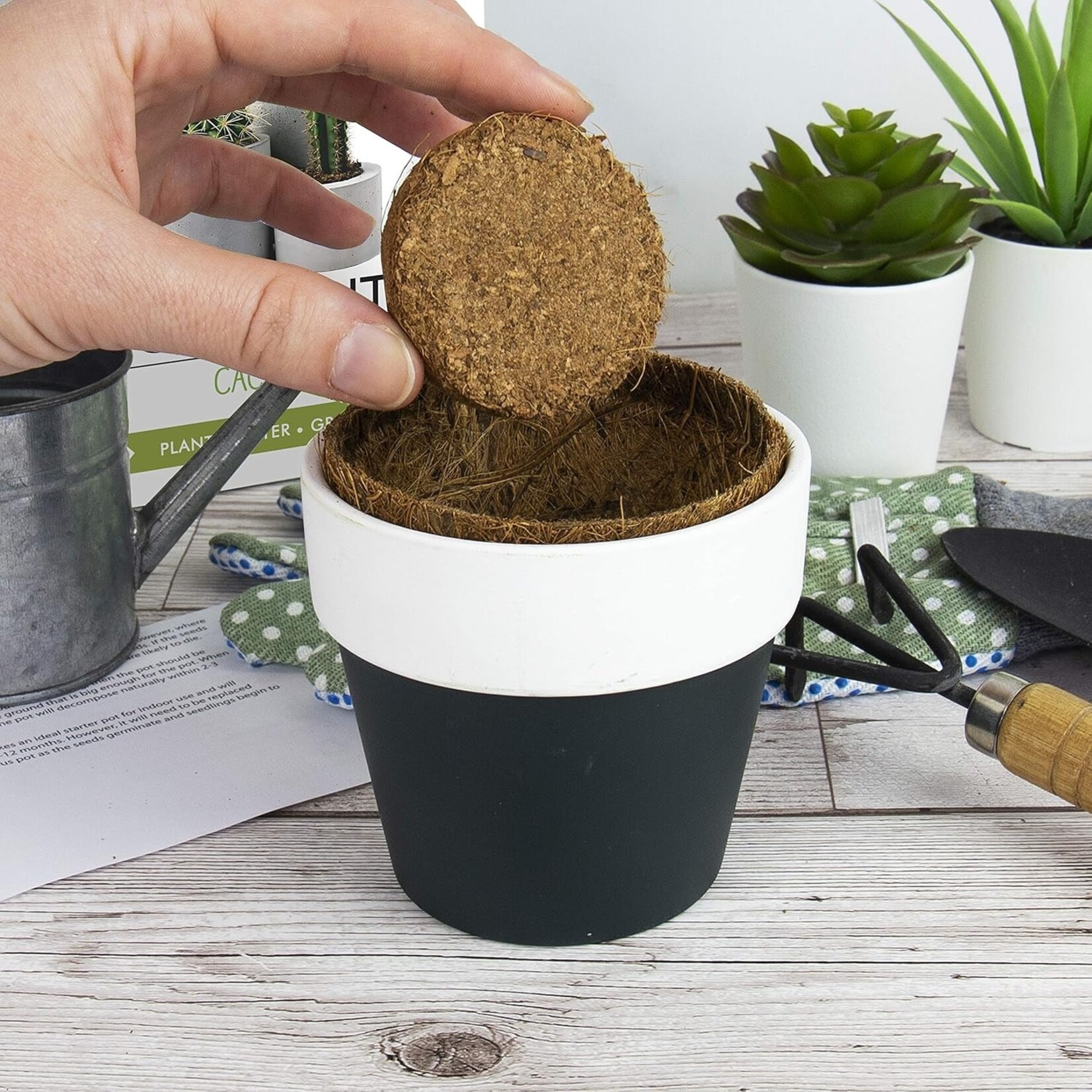 Gift Republic Grow It: Cactus Plants