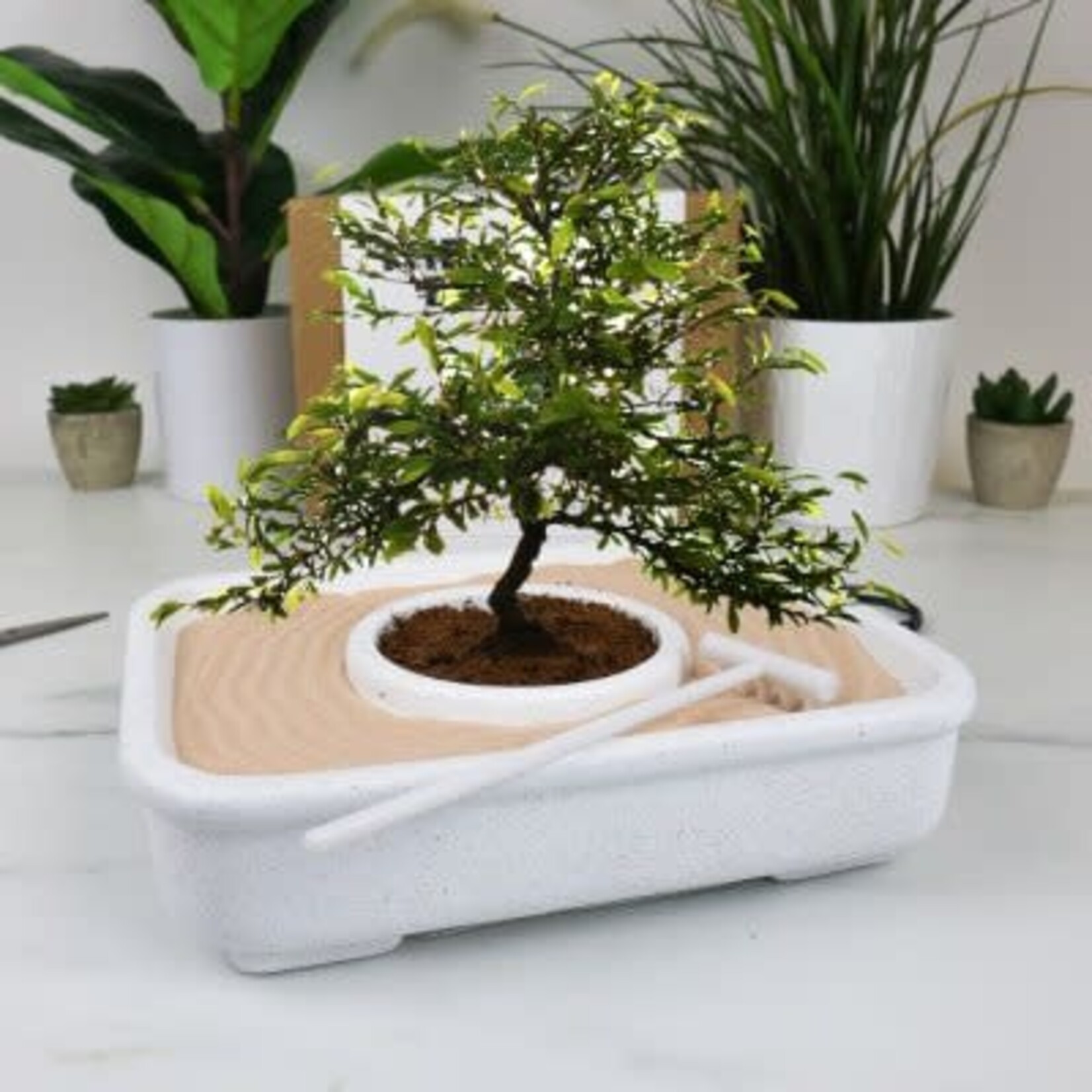 Gift Republic The Art of Bonsai Grow Kit