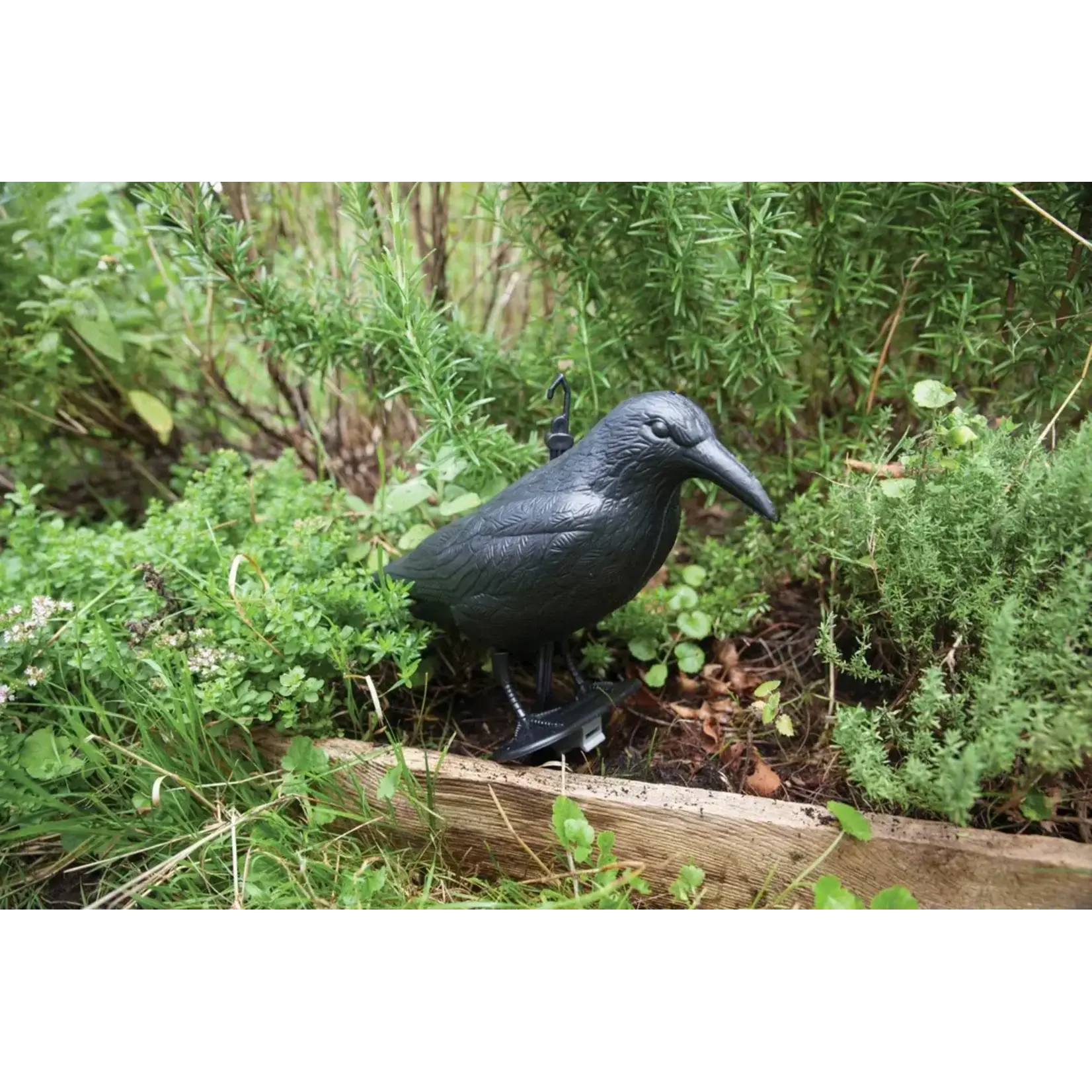 Pigeon Scarer