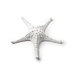 Medium White Decorative Starfish 7.5"