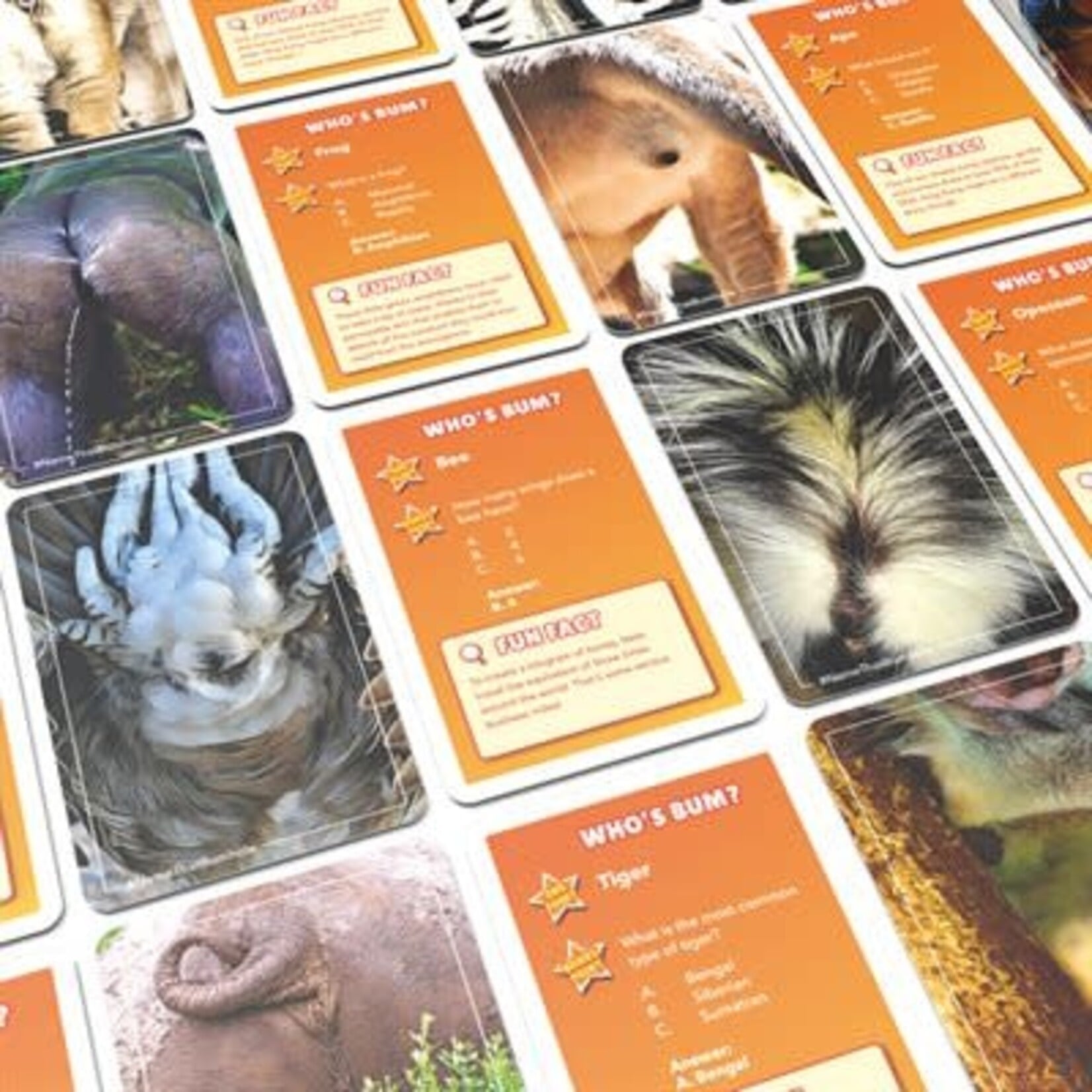 Name That Bumhole Card Game