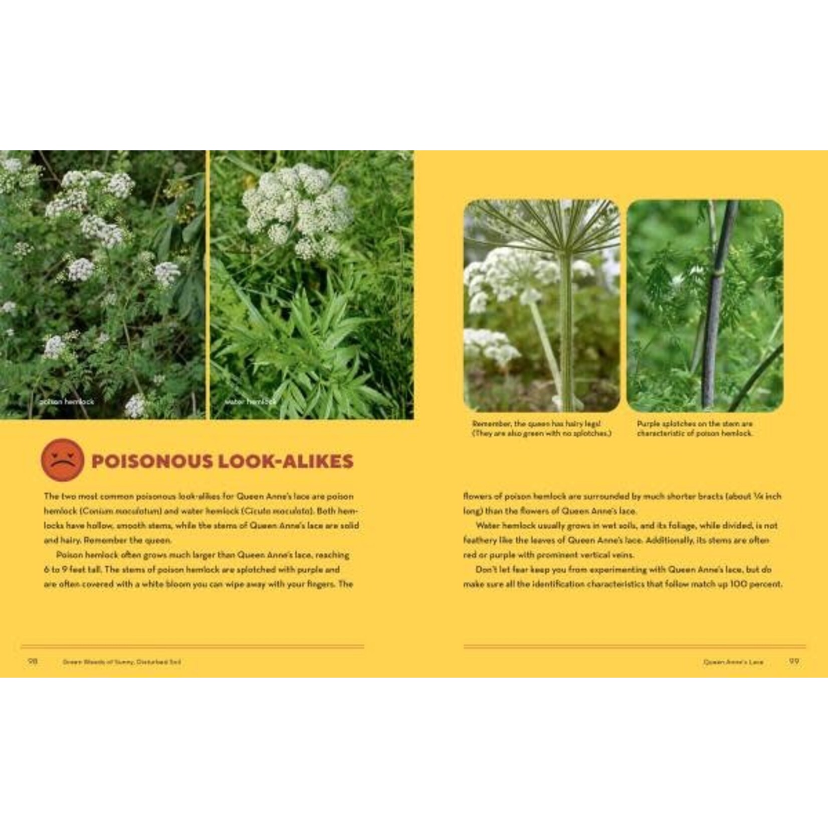 How to Forage for Wild Foods Without Dying