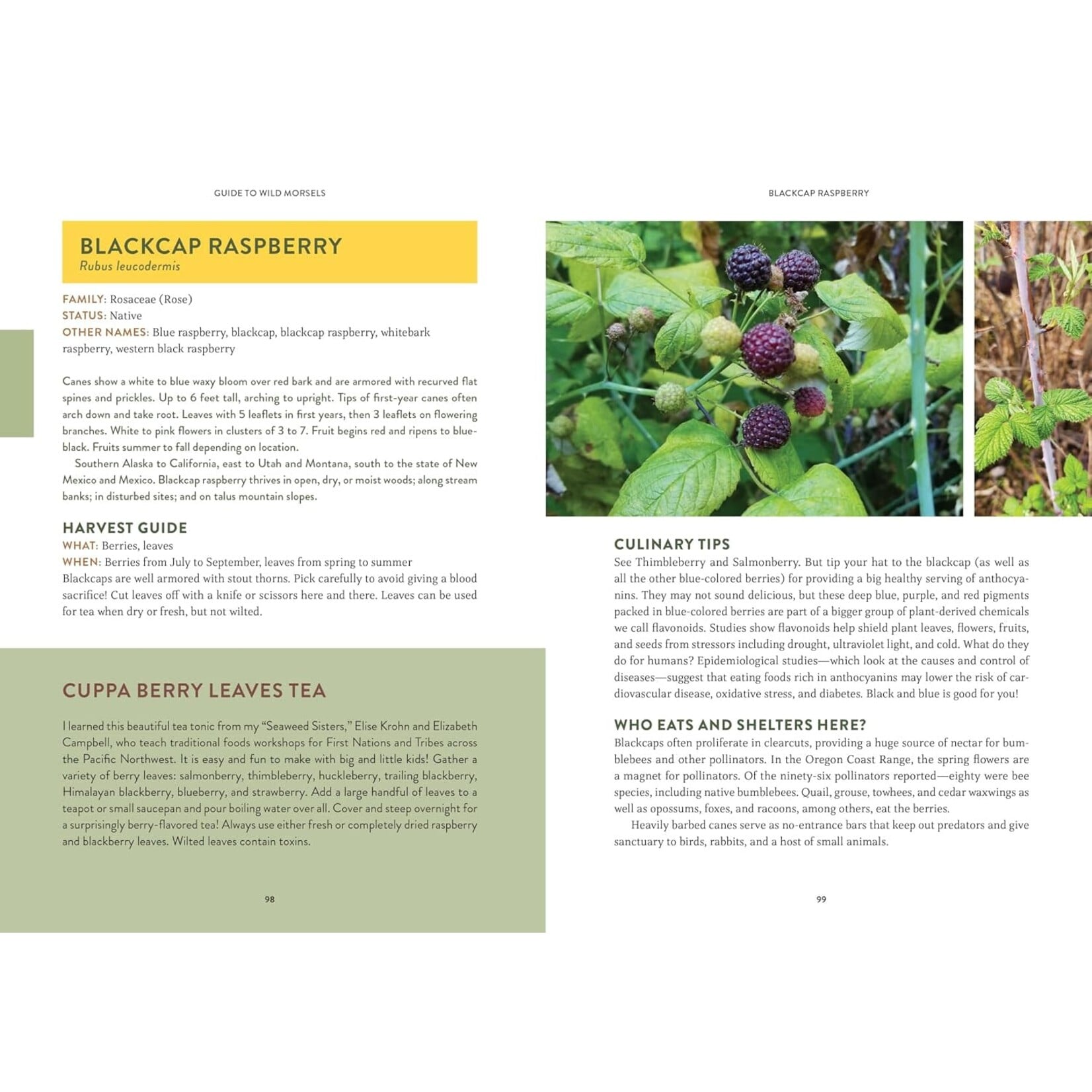 Pacific Harvest: Northwest Coast Foraging Guide