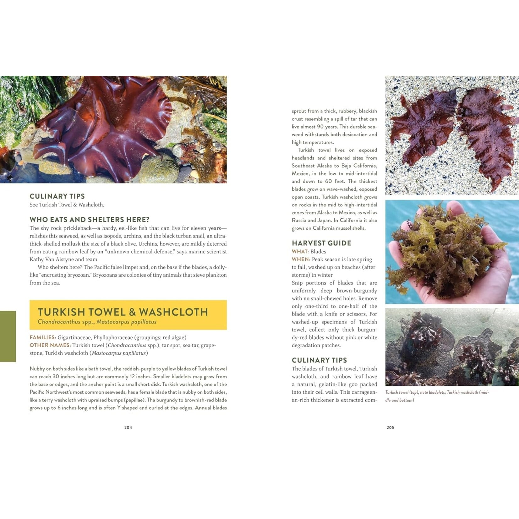 Pacific Harvest: Northwest Coast Foraging Guide