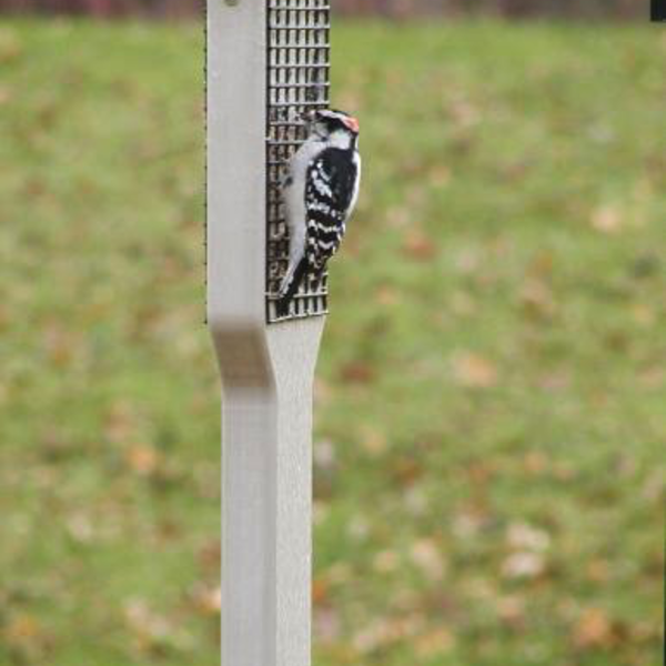 FEEDERS BIRDS CHOICE RECYCLED 2 CAKE PILEATED SUET FEEDER WITH TAIL PROP