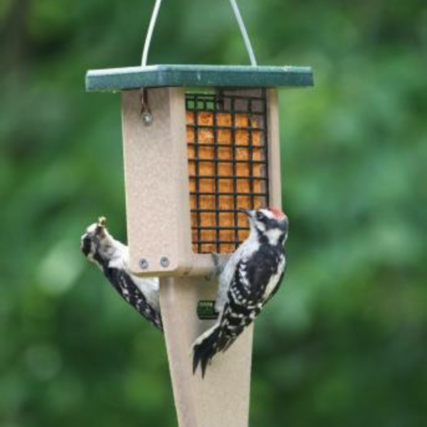 FEEDERS BIRDS CHOICE RECYCLED TAIL PROP SUET FEEDER
